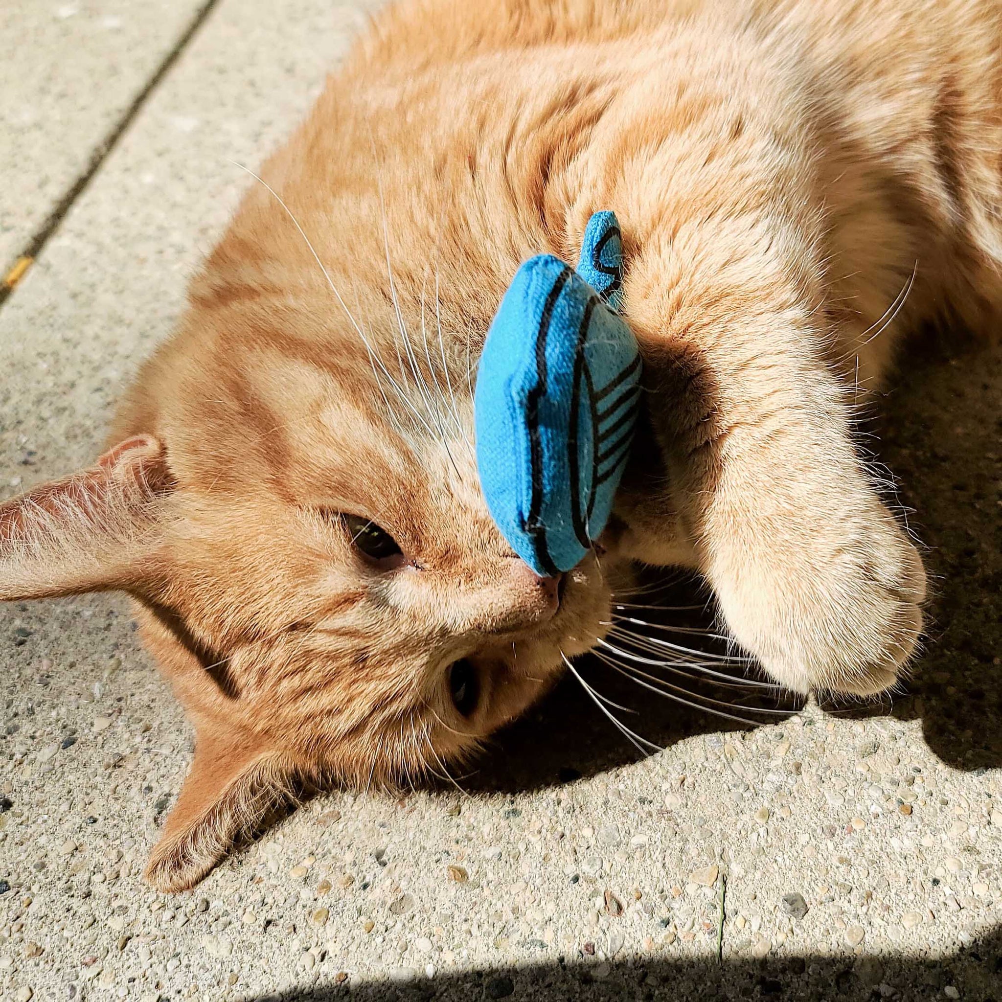 Bard Catnip Toy