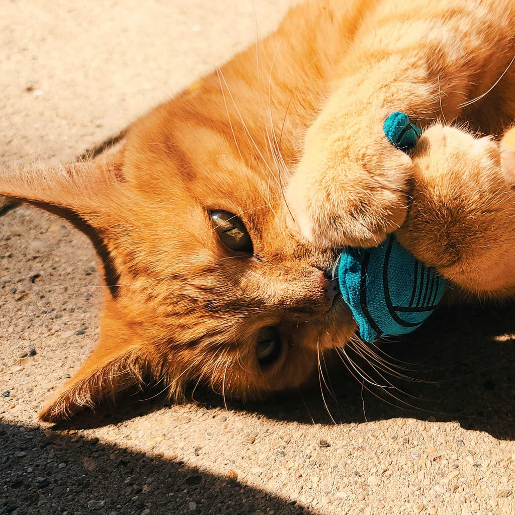 Bard Catnip Toy